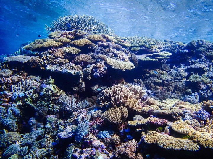 Resilient reefs and resilient communities: how can we get there?